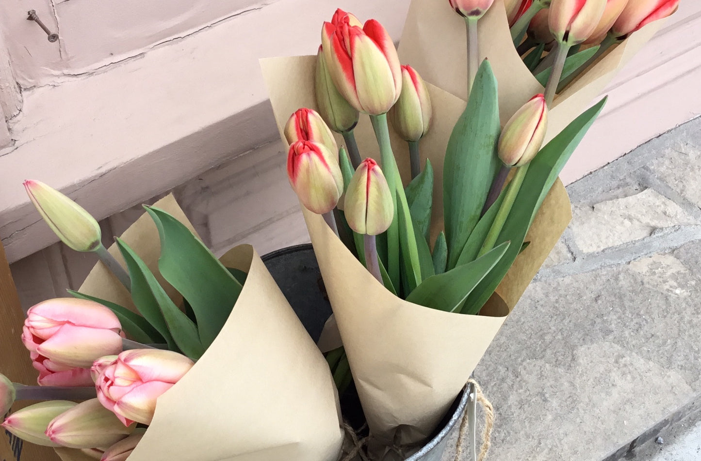 Tulips premium